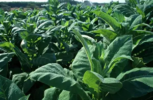 Malawi: Tobacco