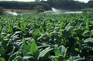 Malawi: Tobacco