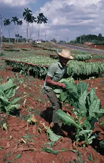 Tabacum: Tobacco