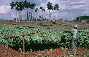 Rack: Tobacco