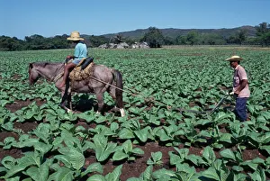 Company: Tobacco