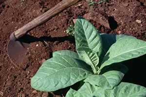 Tobacco: Tobacco