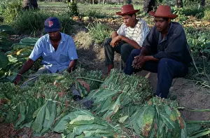 Tobacco: Tobacco