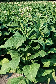 Tobacco: Tobacco