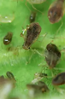 Tobacco: Tobacco aphids