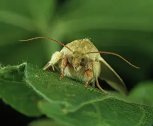 Tobacco: Tobacco budworm