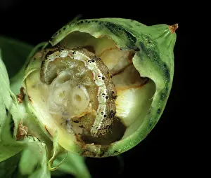 Cotton: Tobacco budworm