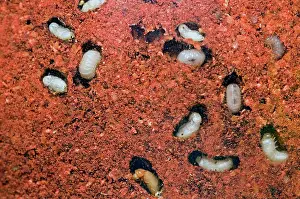 Chilli: Tobacco / Cigarette Beetle larvae and pupae in