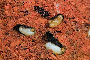 Chilli: Tobacco / Cigarette Beetle larvae and pupae in