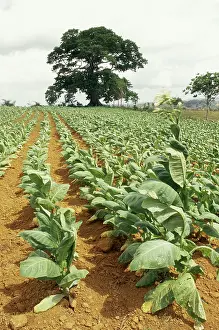 Tobacco: Tobacco Field