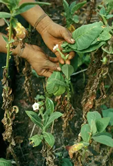 Tribal: Tobacco Harvest in Venezuela