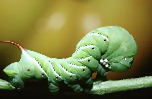 Tobacco: Tobacco Hornworm