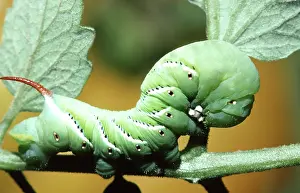 Tobacco: Tobacco Hornworm