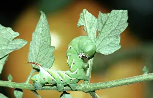 Tobacco: Tobacco Hornworm