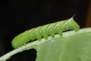 Tobacco: Tobacco hornworm
