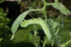 Tomato: Tobacco Hornworm