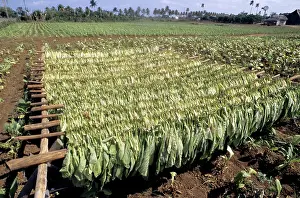 Tobacco: Tobacco Leaves Drying, Cuba