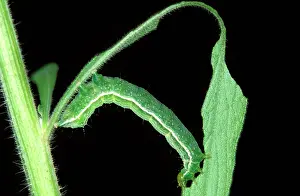 Tissue: Tobacco looper moth larva - parasitised by a wasp