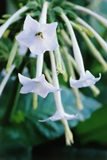 Weak: Tobacco Plant