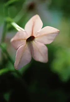 Smell: Tobacco plant