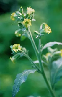 Rustica: Tobacco Plant