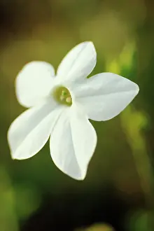 Smell: Tobacco Plant