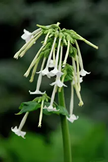 Pleasant: Tobacco Plant. Borne in clusters in late summer
