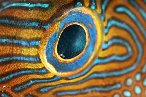 Toby: Toby Eye Seraya shore dive site, Bali, Indonesia