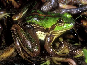 Goias: Tocantins River Pseudid Frog