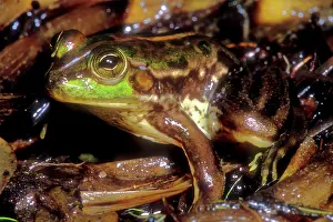Goias: Tocantins River Pseudid Frog
