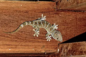 Tokay: Tockay, Cambodia