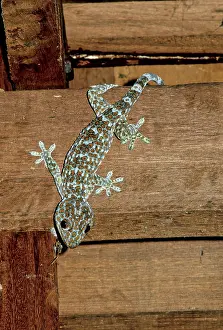 Tokay: Tockay, Cambodia