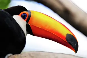 Bills: Toco / Common Toucan