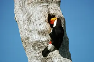 Rhamphastos: Toco Toucan