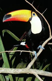 Toco: TOCO TOUCAN