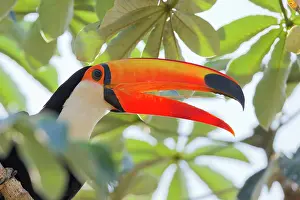 Rhamphastos: Toco Toucan