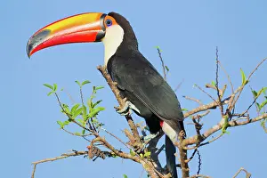 Rhamphastos: Toco Toucan