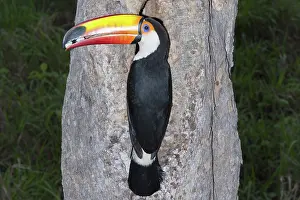 Rhamphastos: Toco Toucan