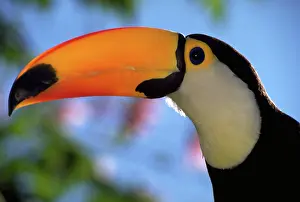 Toco: Toco toucan