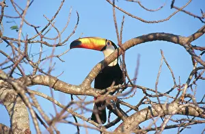 Ramphastos: Toco Toucan