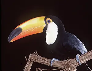 Claws: TOCO TOUCAN