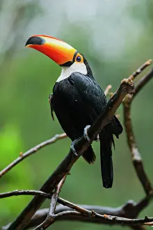 Ramphastos: Toco Toucan