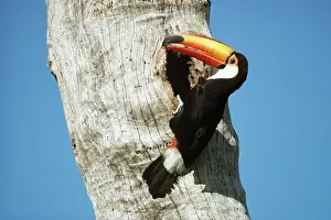 Rhamphastos: TOCO TOUCAN - with berry in beak, at tree