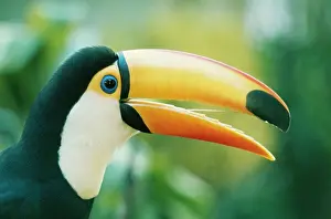 Axel Bunge: Toco TOUCAN - close-up of head, side view