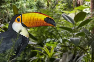 Ramphastos: Toco toucan, common toucan (Ramphastos toco), giant