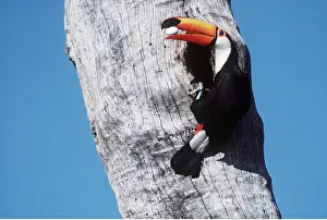 Holes: TOCO TOUCAN - with egg in beak