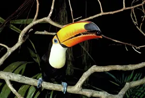 Toco: Toco Toucan - feeding on Jamun berry