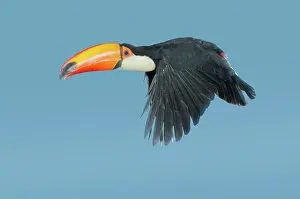 Toco: Toco Toucan in flight