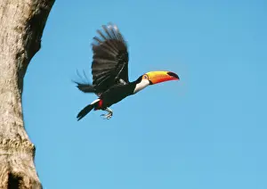 Toco: Toco TOUCAN - flying out of nest hole