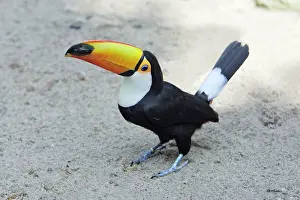 Toco: Toco Toucan - on the ground